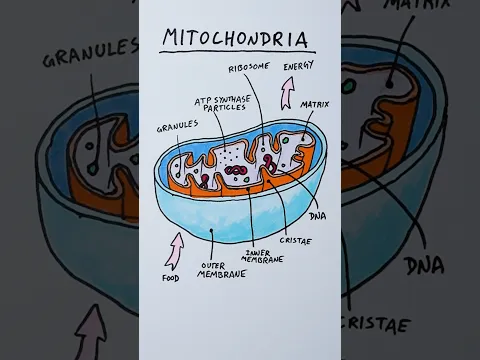 how to draw mitochondria  #cellbiology
