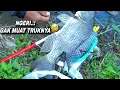 Download Lagu Sungguh ganasnya mancing nila babon di spot ini 