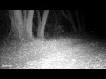 Bobcat Call