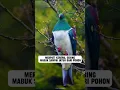 Sering Mabuk Sampai Jatuh Dari Pohon- Merpati Kereru#viral #faktamenarik #shortvideo #shorts #short