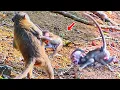 Download Lagu Heartbreaking Scene! Mom Seems Distant While Tiny Baby Tries to Follow.
