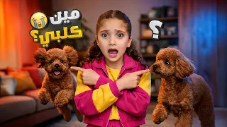بدلنا كلب نايا بواحد غير نايا انهارت دندنها