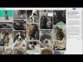 We need a miracle San Antonio Pets Alive and City Municipal Shelter out of space need fosters