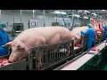 How Millions Of Pigs Are Raised Processed Into Billions Tons Of Sausages Pig Process In Factory
