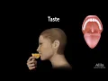 Taste: Anatomy and Physiology, Animation