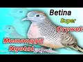 Download Lagu perkutut betina lokal.suara ampuh bikin emosi lawan.