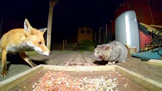 Fox and cat Standoff