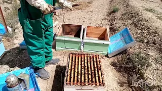 تقسيم النحل ببساطة و باتقان الجزء الاول 