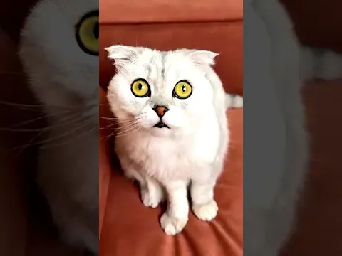 Lucky Cat Owner 😧 Part-171