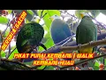 Download Lagu suara pikat burung punai daun || walik kembang hijau