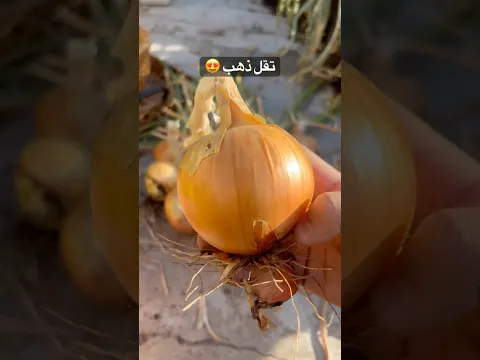 حصاد البصل 😍🧅! حصاد 46 #الزراعة_المنزلية #بصل #مزرعة #زراعة #زراعة_الاسطح #مزارع #مزارعين #عضوي