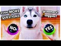 Dog Answers EVEN MORE Fan Questions Using Talking Buttons