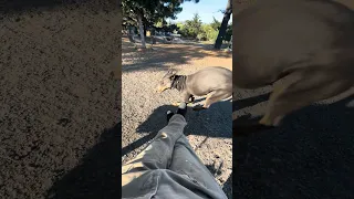Ok ok .. she’s a little wacky lol ! #fyp #pets #dream #vlog #doberman