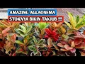 Download Lagu Amazing aglaonema, stoknya bikin takjub !!!