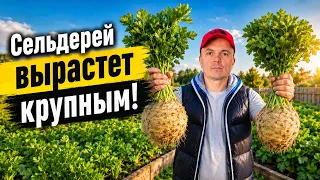 Последняя подкормка сельдерея — для крупного корнеплода!