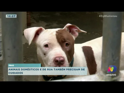 Animais domésticos e de rua também precisam de cuidados no frio intenso