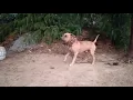 yellow impot fenzi sheely apbt pitbull pure mayday machobuck