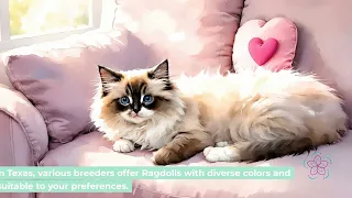 Your Ultimate Guide to Finding Ragdoll Kittens for Sale Tips and