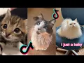 Download Lagu i'm just a baby tiktok cat compilation