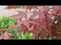 Lovers' Carvings - Bibio [unofficial music video]