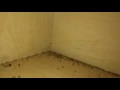 Bad German Cockroach Infestation - NaturZone Pest Control