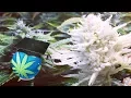 FREAKS OF CANNABIS - Marijuana Plant Mutations