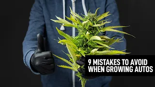 9 mistakes to avoid when growing autoflowering cannabis