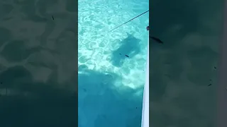 Mmmm calamari as fresh as it gets 😋 #sailingfamily #squidfishing #maldives