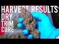 BLUE DREAM HARVEST RESULTS DRYING TRIMMING CURING GUIDE