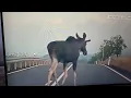 Download Lagu Los ve Zlíně 🙂 1.7.2025