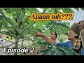 Download Lagu Menangkap binatang di kebun untuk dimakan/ Opung Geva vs Ka Mela/slow living/Indonesian extreme food