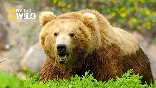 الدب البني نات جيو وايلد العربية Nat Geo Wild Arabic 