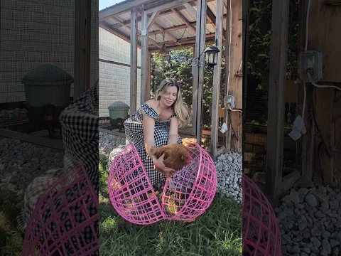 Poop Scooping Day 💩🐔🫧💕#asmrcleaning #asmr #chickencoopcleaning #cleaningwithgabie