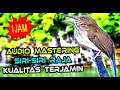 Download Lagu SUARA BURUNG SIRI SIRI RAJA GACOR BUAT MASTERAN