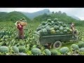 Download Lagu Harvest Lots Of Watermelons, Use 3-Wheeled Truck Transport Many Watermelon Go To Market Sell