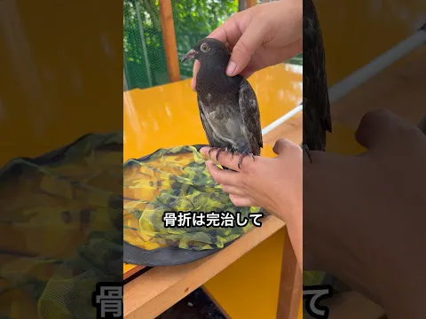 骨折した鳥を1ヶ月間放置するとこうなる