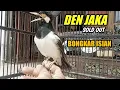 Download Lagu isian kenari, ciblek, prenjak, jangkrik \u0026 masih byk suara lainnya | JALAK SUREN KLATEN | sold out