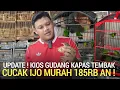 Lagu MURAH HARI INI ! PASAR BURUNG KAPAS BEDIL CUCAK IJO MULAI 185RB DI PASAR BURUNG PRAMUKA HARI INI 