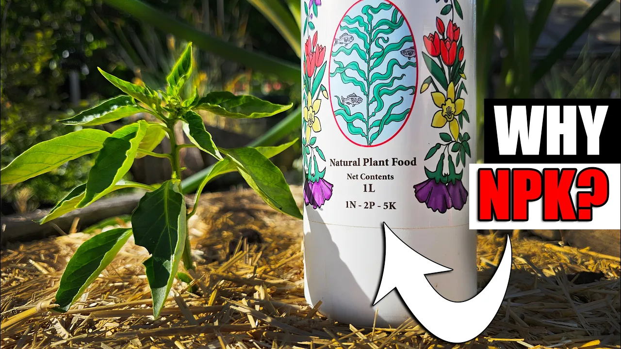 The Role Of NPK - Garden Quickie Episode 195