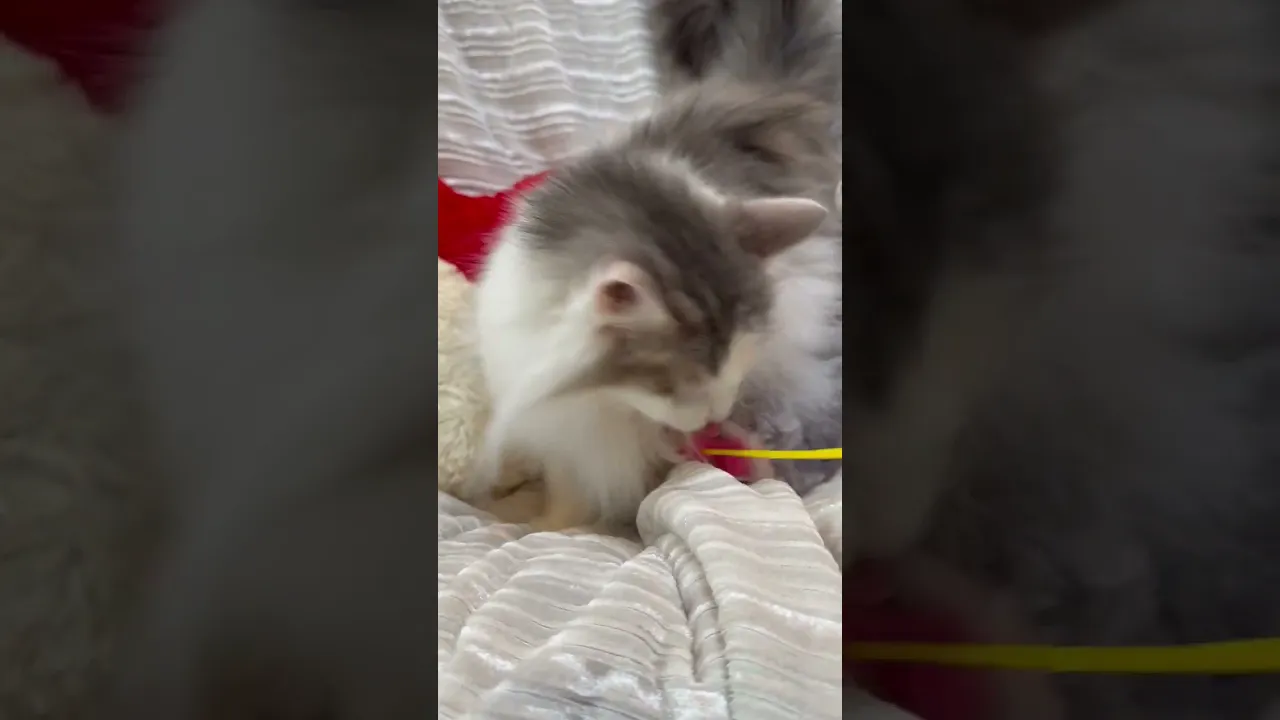 動画