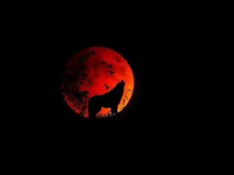 Download MP3 Wolf Howling - Best Quality Audio