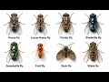 Every House Fly Type Explained in 10 minutes