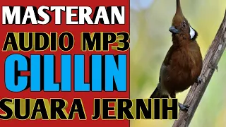 masteran mp3 cililin gacor suara jernih