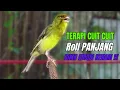 Download Lagu SUARA BURUNG Kenari GACOR PANJANG INI Cocok untuk Masteran KENARI PAUD dan Kenari Macet BUNYI