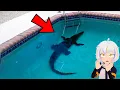 Download Lagu 10 Cosas Extrañas Encontradas en Piscinas | ChuyMine REACCIONA a BÚHO SABIO