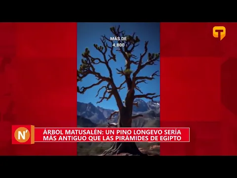 Árbol Matusalén un pino longevo sería más antiguo que las pirámides de Egipto