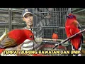 Download Lagu TEMPAT BURUNG RAWATAN DAN BURUNG UNIK