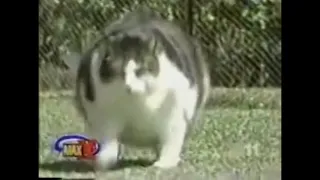 Himmy The World s Fattest Cat