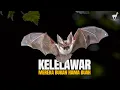 Download Lagu Kelelawar: Dianggap Hama, Padahal Sangat Berjasa