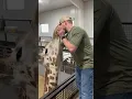 Animal Chiropractor Fixes Giraffe s Jaw